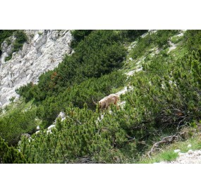 Stambecco tra i mughi della Val Zemola