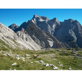 Stembecchi a Forcella Duranno, sullo sfondo la Cima dei Preti, la cima più alta delle Dolomiti Friulane