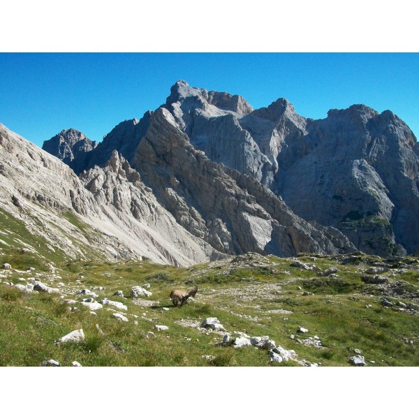 Stembecchi a Forcella Duranno, sullo sfondo la Cima dei Preti, la cima più alta delle Dolomiti Friulane