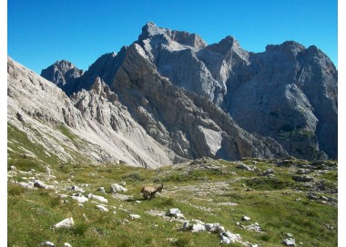 Stembecchi a Forcella Duranno, sullo sfondo la Cima dei Preti, la cima più alta delle Dolomiti Friulane