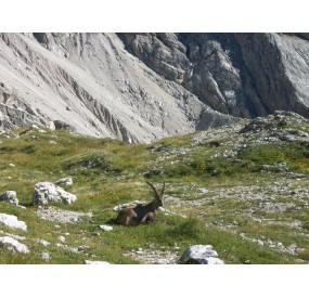 Stambecco a riposo, Forcella Duranno