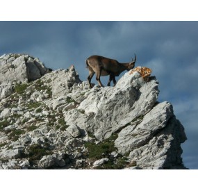 Stambecco controlla la valle, in direzione del Rifugio Maniago