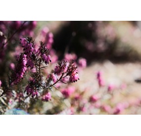 Tappeti di erica nel sottobosco del pino silvestre sugli assolati versanti sud del Borgà