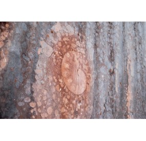 Fossile di ammonite nella pietra tagliata della Cava Buscada