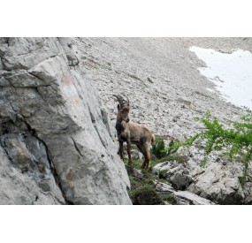 Incontro con uno stambecco vicino alla forcella