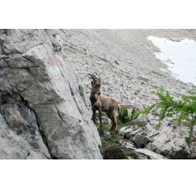 Encounter with an ibex, near Forcella Val di Brica